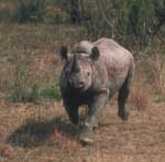 rhino