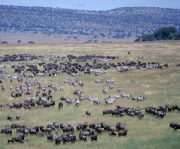 Visit Uganda with Big Five Safaris and Tours